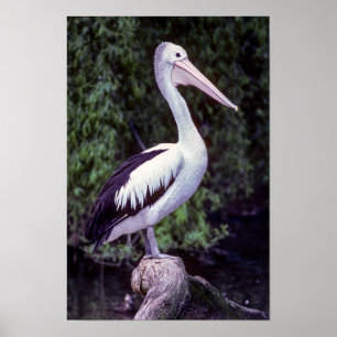 Poster Pelicano em um galho, Tasmânia - Austrália