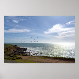 Poster Pelicano em Voo - Fiscalini Ranch, Cambria