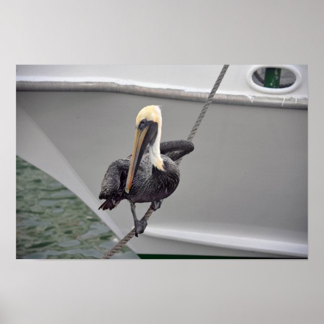 Poster Pelicano-marrom equilibrando-se em uma corda, Flór (Frente)
