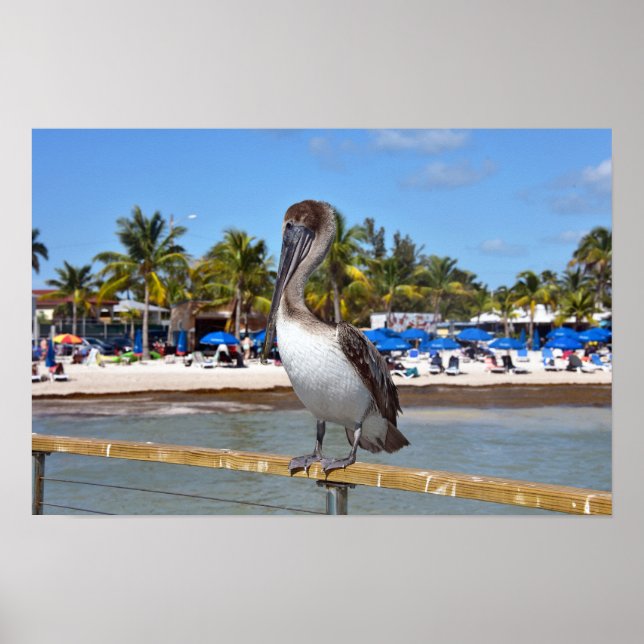Poster Pelicano-marrom, Higgs Beach, Key West, Flórida (Frente)
