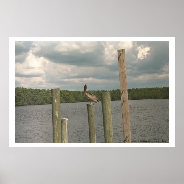 Póster Pelicano no meio (Frente)