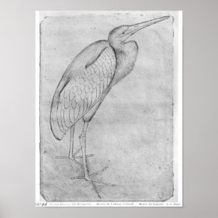 Poster Pelicano, o do álbum de Vallardi