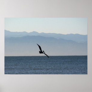 Póster Pelicano que gira para o mergulho