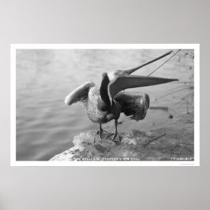 Póster Pelicano que mostra fora Alaska 1918