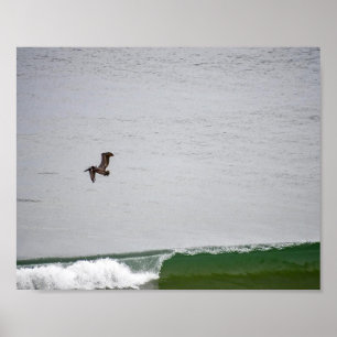 Poster Pelicano Sobre a Onda