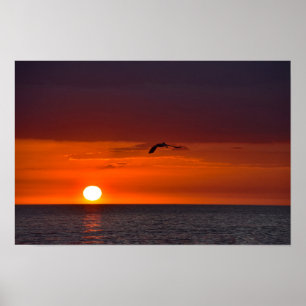 Poster Pelicano Voando ao Pôr do Sol