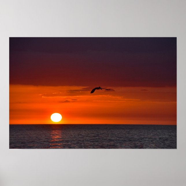 Poster Pelicano Voando ao Pôr do Sol (Frente)