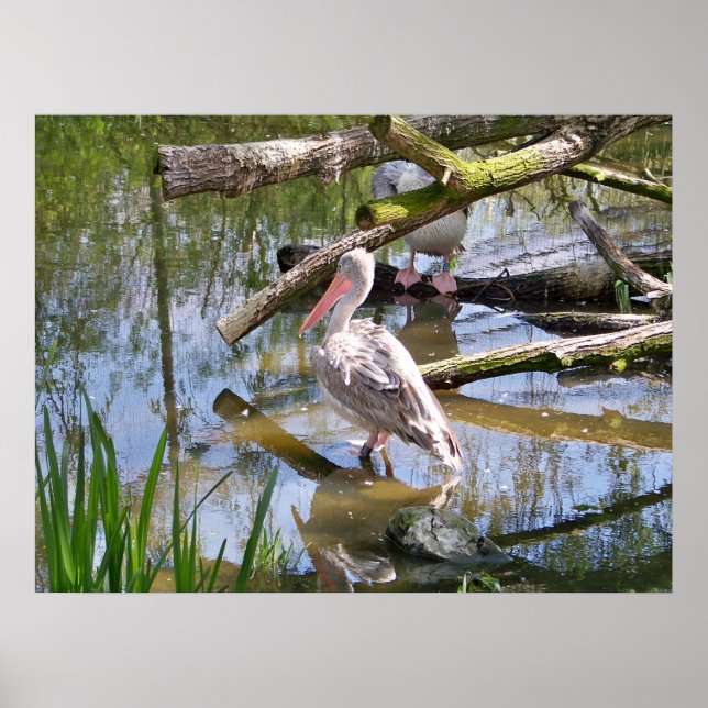POSTER PELICANOS (Frente)