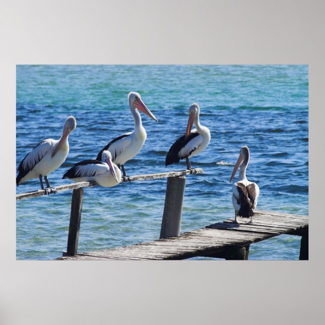 Poster Pelicanos (Frente)