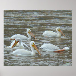 Poster Pelicanos Brancos B16 no Rio Lamacento