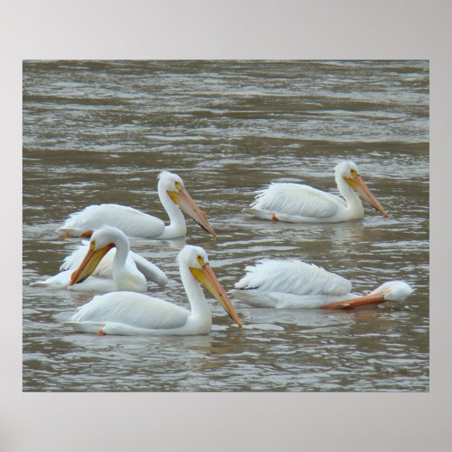 Poster Pelicanos Brancos B16 no Rio Lamacento (Frente)