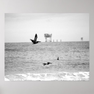Poster Pelicanos castanhos pretos e brancos sobre o ocean