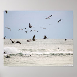 Poster Pelicanos castanhos sobre a cor do oceano 16x20