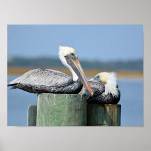 Poster Pelicanos descansando em uma pilha
