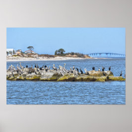 Poster Pelicanos e Corvos-marinhos e Ponte da Ilha Dauphi
