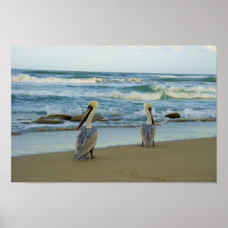 Póster Pelicanos em Jensen Beach na Flórida