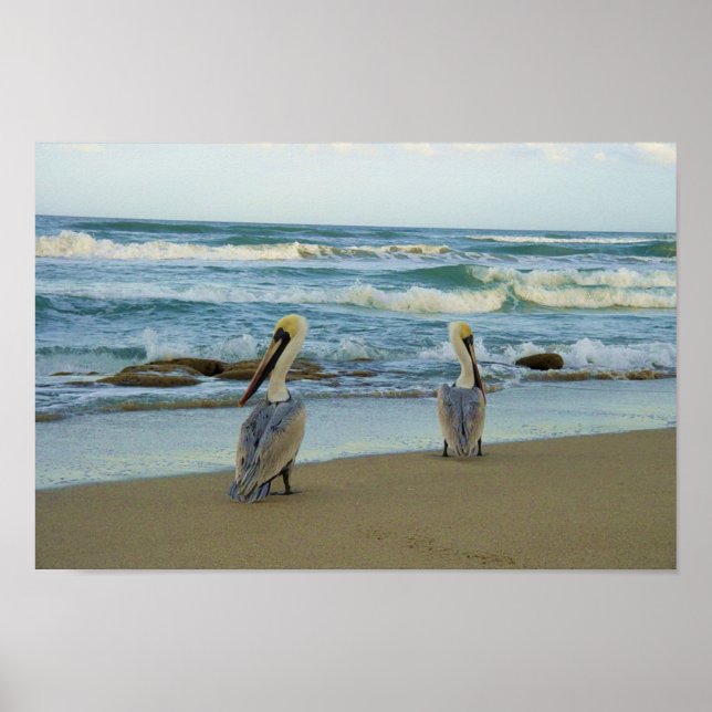 Póster Pelicanos em Jensen Beach na Flórida (Frente)