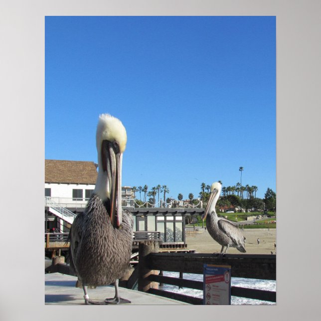 Poster - Pelicanos em Pier (Frente)
