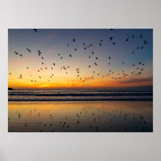 Poster Pelicanos em Sunset - Venice Beach, CA (Frente)