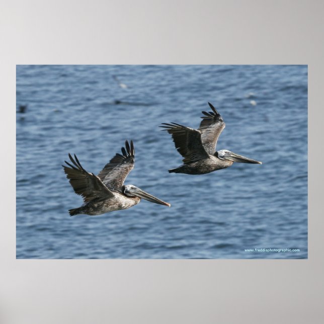 Poster Pelicanos em Voo (Frente)