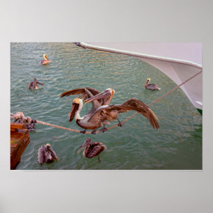 Poster Pelicanos-marroms disputam na Flórida