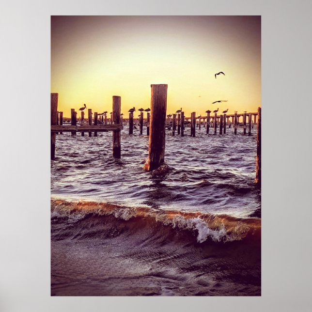 Poster Pelicanos na Baía (Frente)
