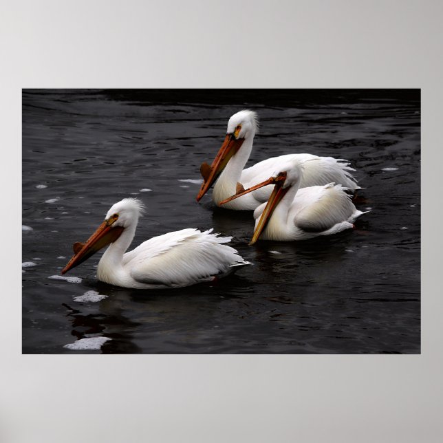 Poster Pelicanos no rio Whitemouth, Manitoba (Frente)