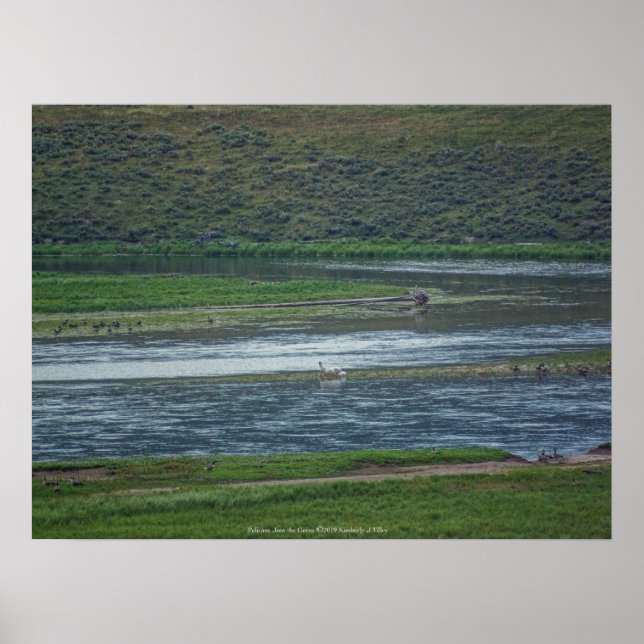 Poster Pelicanos se juntam aos gansos (Frente)