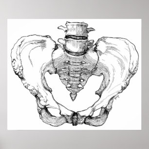Póster Pelve articulada