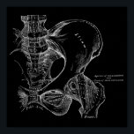 Poster Pelvis Anatomy Science Illustration White em Preto<br><div class="desc">Discutimento total para o entusiasta da anatomia humana. Esta ilustração antiga apresenta uma visão deslocada dos ossos da articulação da anca anterior e da pélvica masculina, com trabalhos de linha e etiquetagem do livro. Da crista ilíaca ao fêmur, esta impressão da revista médica é perfeita para decoração intensa e dramática...</div>