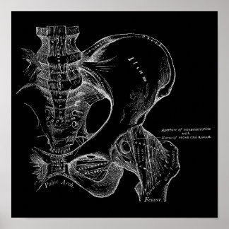 Poster Pelvis Anatomy Science Illustration White em Preto