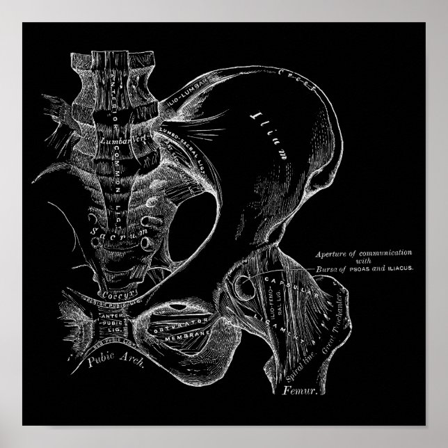 Poster Pelvis Anatomy Science Illustration White em Preto (Frente)