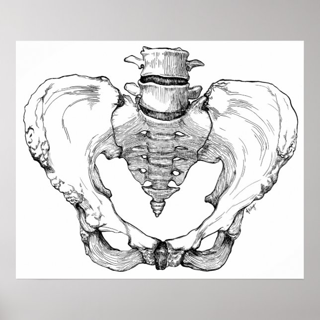 Póster Pelvis articulado (Frente)