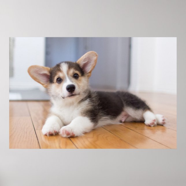 Poster Pembroke Welsh Corgi Puppy (Frente)