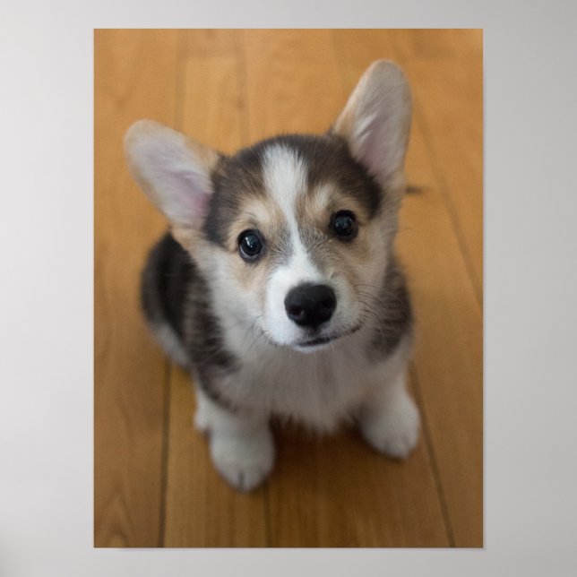 Póster Pembroke Welsh Corgi Puppy 3 (Frente)