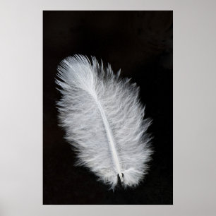 Poster Pena