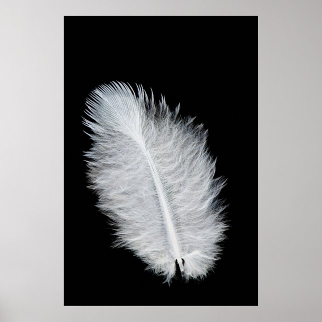Póster Pena de pássaro branco (Frente)