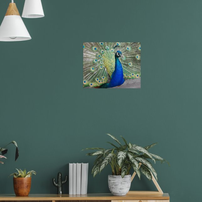 Poster Pena de Pavão Azul Plumagem Fotográfica (Sala de Estar 1)