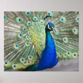 Poster Pena de Pavão Azul Plumagem Fotográfica