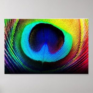 Póster pena do pavão