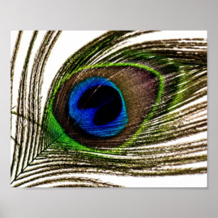 Póster Pena do pavão