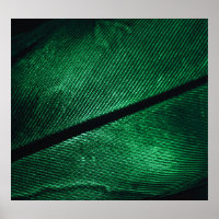 Pena Verde, Linda Textura Padrão.