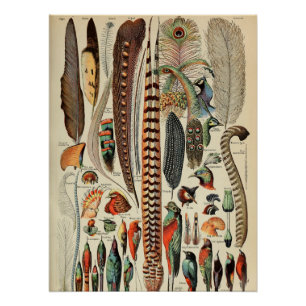 Póster Penas Antigas de Feather Bird