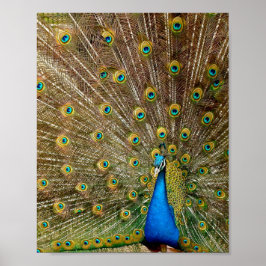 Poster Penas da Cauda Peacock