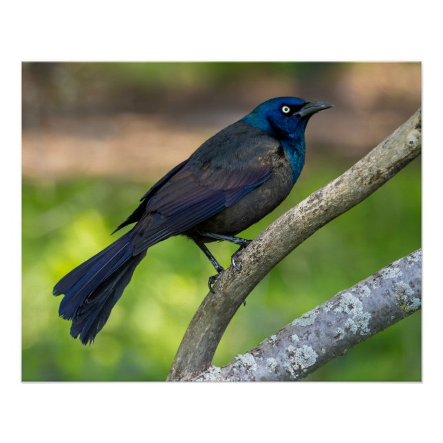 Póster Penas de Aço. Graúna (Frente)
