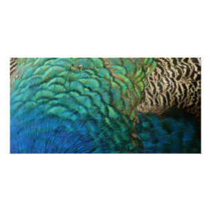 Póster Penas de Pavão I Desenho Abstrato Colorido da Natu