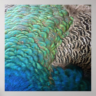 Poster Penas de Pavão I Desenho Abstrato Colorido da Natu