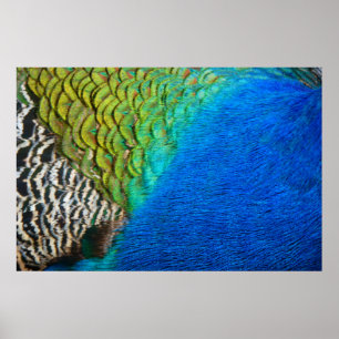 Poster Penas de Pavão IV Natureza Abstrata Colorida