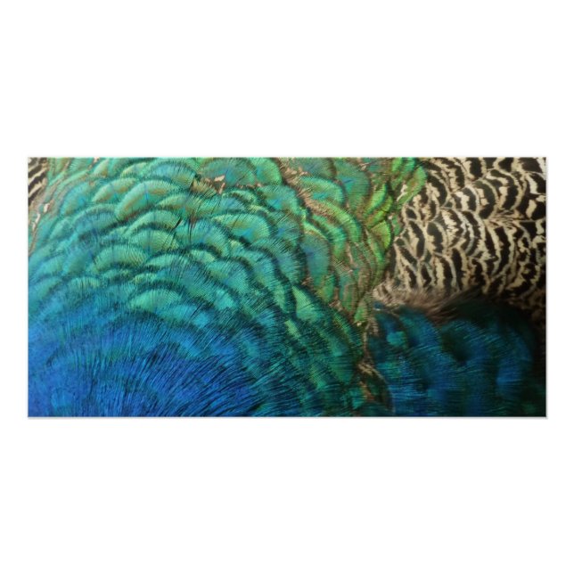 Póster Penas de Peacock I Abstrato (Frente)