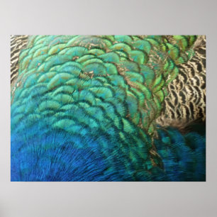 Poster Penas de Peacock I Abstrato